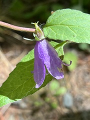 Campanula rapunculoides