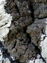 Fuscopannaria ignobilis