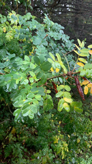 Caragana arborescens