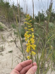 Solidago hispida huronensis