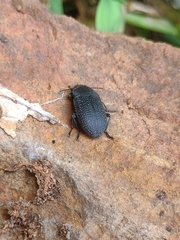 Asiopus minimus