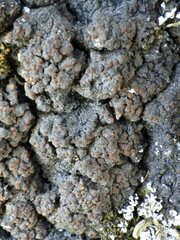 Fuscopannaria ignobilis