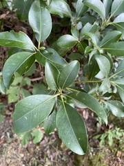 Kalmia latifolia