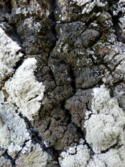 Fuscopannaria ignobilis