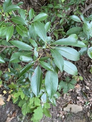 Kalmia latifolia