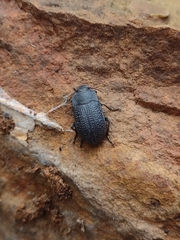 Asiopus minimus