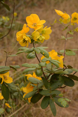Senna rugosa