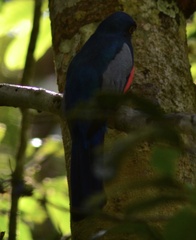Trogon