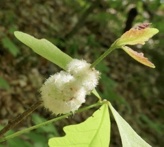 Callirhytis seminator