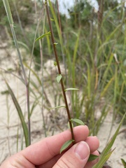 Solidago hispida huronensis