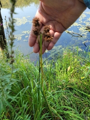 Scirpus atrovirens