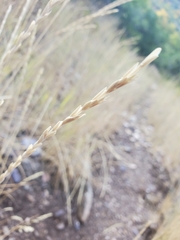 Elymus trachycaulus