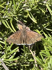 Erynnis tristis