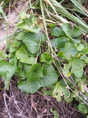 Viola