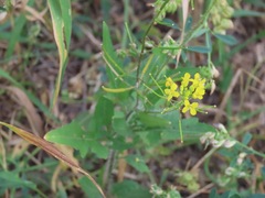 Sisymbrium altissimum