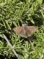 Erynnis tristis