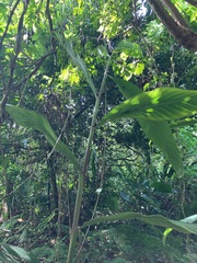Alpinia