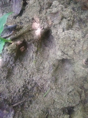 Tapirus terrestris