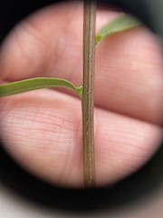 Solidago hispida huronensis