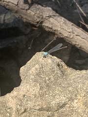 Argia apicalis