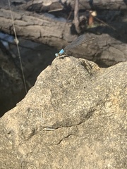 Argia apicalis