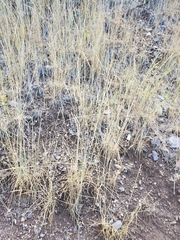 Elymus trachycaulus