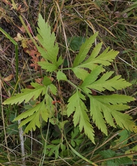 Pleurospermum uralense