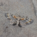 Eupithecia linariata - Photo (c) Heiner Ziegler, some rights reserved (CC BY-NC), uploaded by Heiner Ziegler