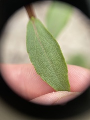 Solidago hispida huronensis