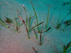 Cymodocea nodosa