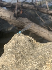 Argia apicalis