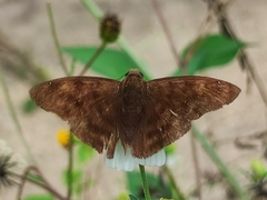 Carcharodini