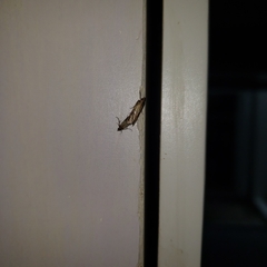 Plodia interpunctella