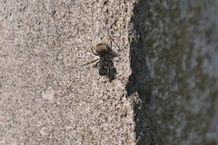 Camponotus mus