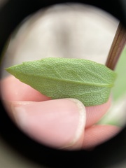 Solidago hispida huronensis