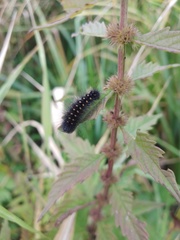 Acronicta auricoma