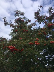 Sorbus