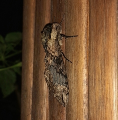Manduca contracta