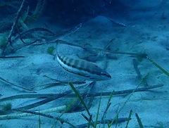 Serranus cabrilla