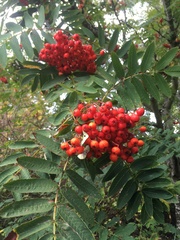 Sorbus