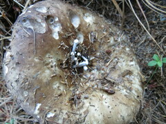 Asterophora parasitica