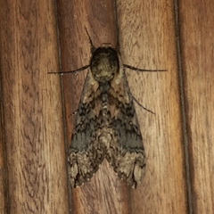 Manduca contracta