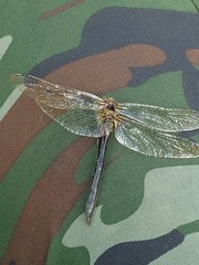 Corduliidae