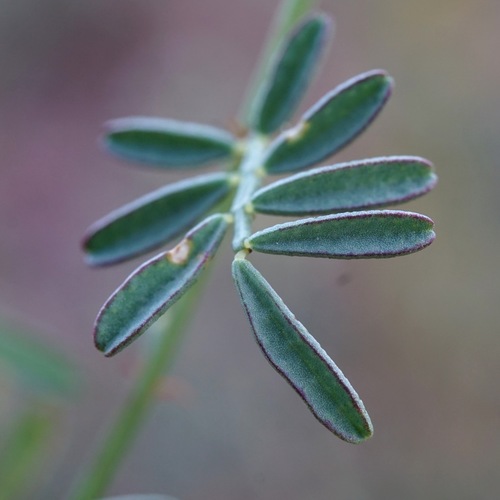 Image of Dalea brachystachya by (c) Andrew Tree, some rights reserved (CC BY)