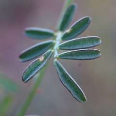 Dalea brachystachya