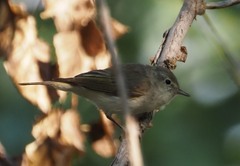 Phylloscopus bonelli