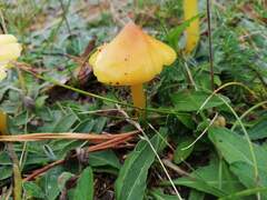 Hygrocybe