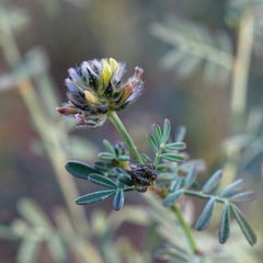 Dalea brachystachya