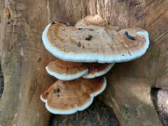 Trametes cubensis