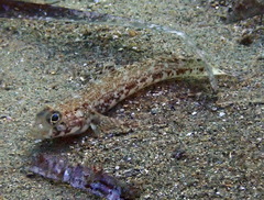Gobius geniporus